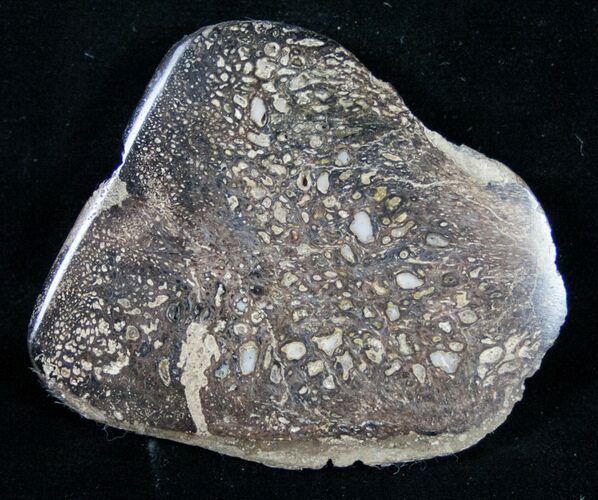 Polished Iguanodon Bone - Isle Of Wight #9285